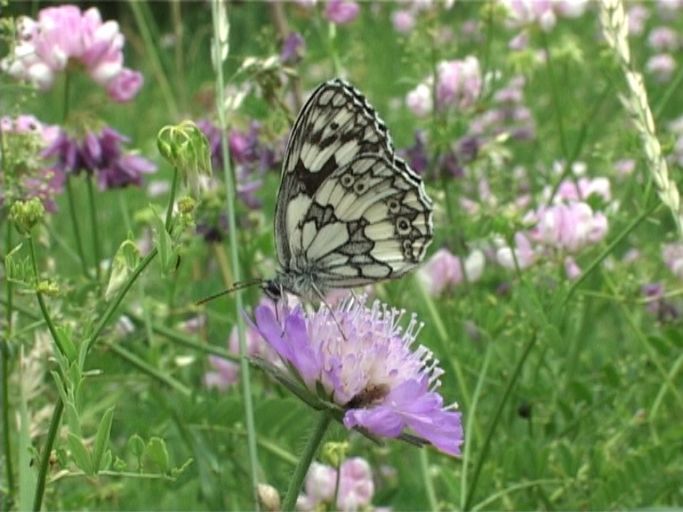 Schachbrettfalter ( Melanargia galathea ), Männchen, Flügelunterseite : An der Mosel, Biotop, 28.06.2005